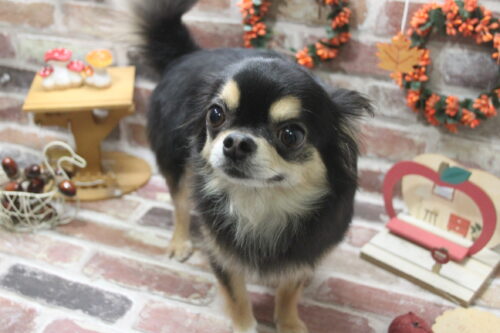 1121%e7%af%80%e7%94%b0%e3%83%8f%e3%83%ab