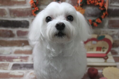 1121%e8%a5%bf%e5%b0%be%e3%82%a2%e3%82%aa