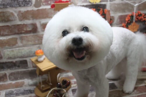 1122%e5%85%90%e5%b3%b6%e3%81%8f%e3%82%8b%e3%81%bf