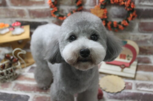 1122%e5%a4%a7%e5%b6%8b%e3%81%82%e3%82%80%e3%82%8b