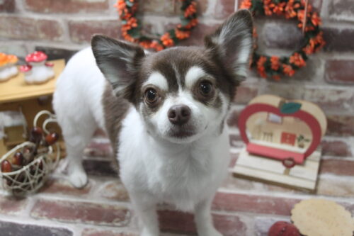 1122%e6%a3%ae%e7%94%b0%e3%81%93%e3%81%af%e3%81%8f