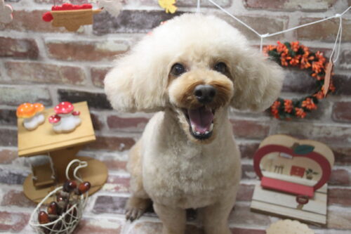 1122%e6%a8%aa%e7%94%b0%e9%a2%a8%e6%b3%a2