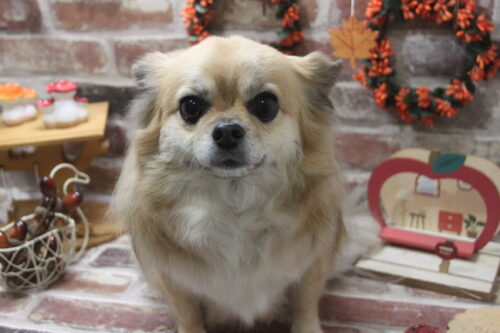 1122%e6%a9%8b%e6%9c%ac%e3%82%b3%e3%82%bf%e3%83%ad