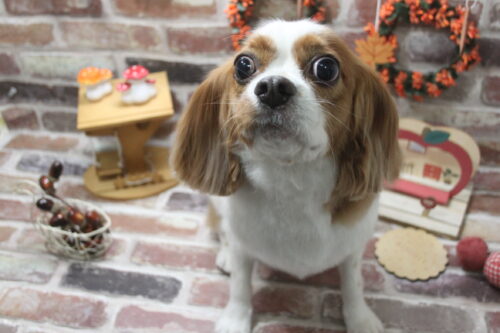 1122%e6%b8%85%e7%80%ac%e3%82%b9%e3%83%95%e3%83%ac