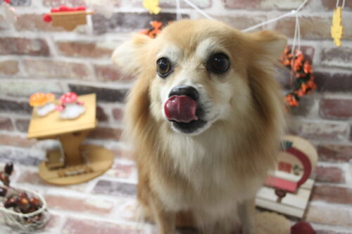 1122%e6%bf%b1%e7%94%b0%e3%82%a8%e3%83%ab