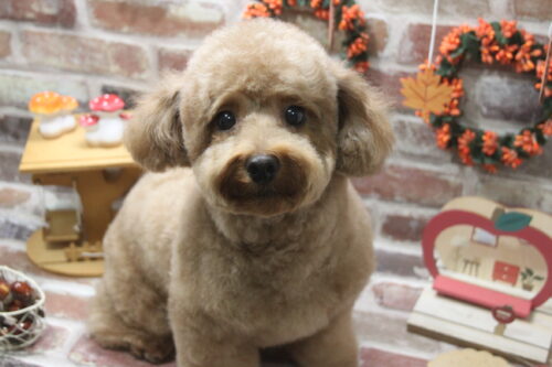 1122%e7%94%b0%e4%b8%8a%e3%81%82%e3%82%93