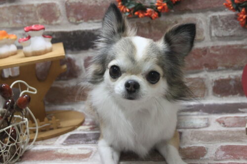 1122%e9%ab%98%e6%a8%8b%e3%82%82%e3%81%88