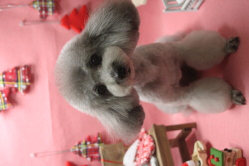 1205%e4%ba%95%e5%8f%a3%e3%83%aa%e3%83%8a