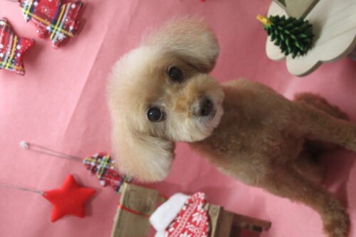 1205%e5%85%ab%e9%87%8d%e5%9e%a3%e3%82%b7%e3%83%a5%e3%83%aa