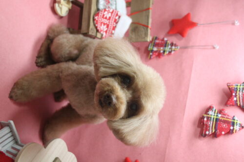 1205%e5%b1%b1%e4%b8%8b%e3%82%b7%e3%82%a7%e3%83%aa