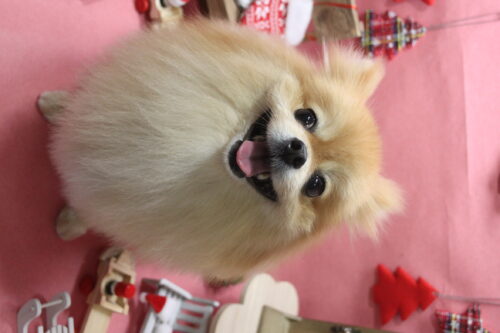 1205%e6%9c%89%e6%9d%91%e3%82%b3%e3%83%ad%e3%83%b3