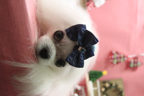 1224%e4%b8%8a%e9%98%aa%e3%83%ac%e3%83%b3%e3%83%88