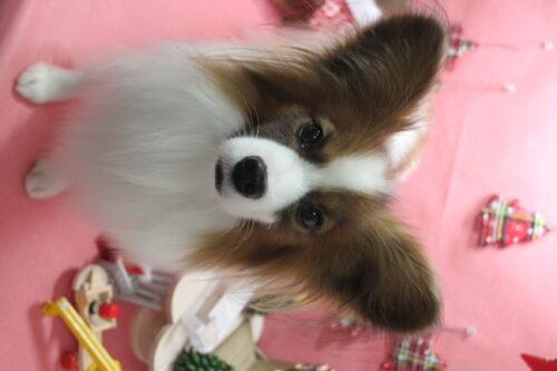 1224%e5%b1%b1%e7%94%b0%e3%83%ad%e3%83%b3