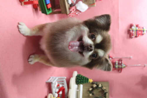 1224%e7%95%91%e6%9c%ac%e3%83%94%e3%83%bc%e3%82%b9