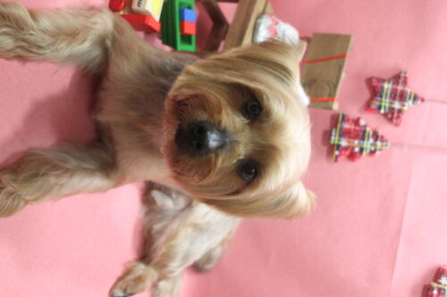 1224%e7%a7%8b%e5%90%89coco