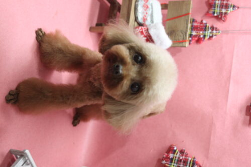 1224%e9%ab%98%e6%a9%8b%e3%81%84%e3%81%a1%e3%81%94