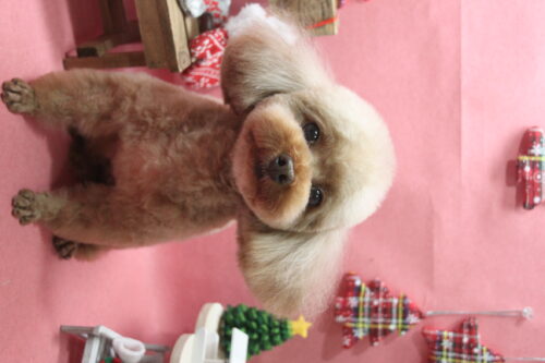 1224%e9%ab%98%e6%a9%8b%e3%82%86%e3%81%84