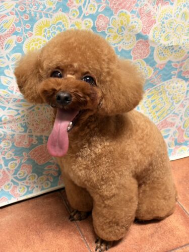 0318%e5%90%89%e8%89%af%e3%83%a2%e3%82%b3%e5%a4%aa%e9%83%8e