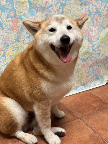 0318%e5%90%89%e8%89%af%e5%a4%a7%e5%90%89