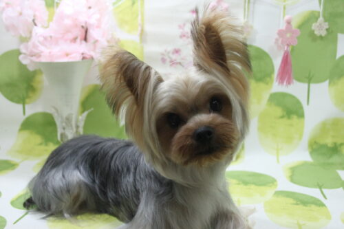 0318%e5%bb%a3%e5%b4%8e%e3%83%91%e3%83%97%e3%83%aa%e3%82%ab