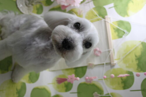 0318%e6%a9%8b%e6%9c%ac%e3%82%ab%e3%82%a4