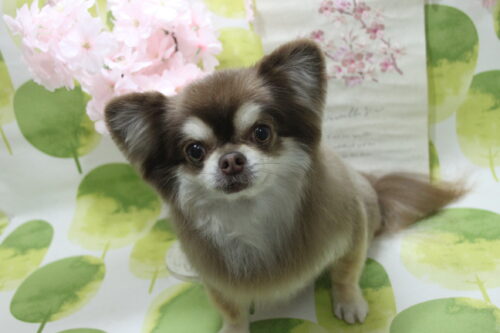 0318%e7%95%91%e6%9c%ac%e3%83%94%e3%83%bc%e3%82%b9