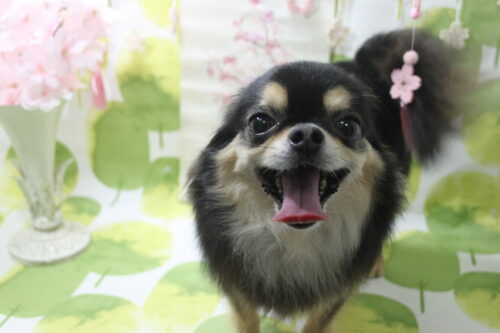 0318%e7%af%80%e7%94%b0%e3%83%8f%e3%83%ab