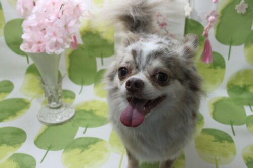 0318%e7%af%80%e7%94%b0%e5%b9%b8