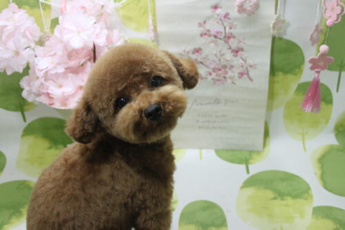 0318%e8%a5%bf%e7%94%b0%e3%82%b3%e3%82%b3